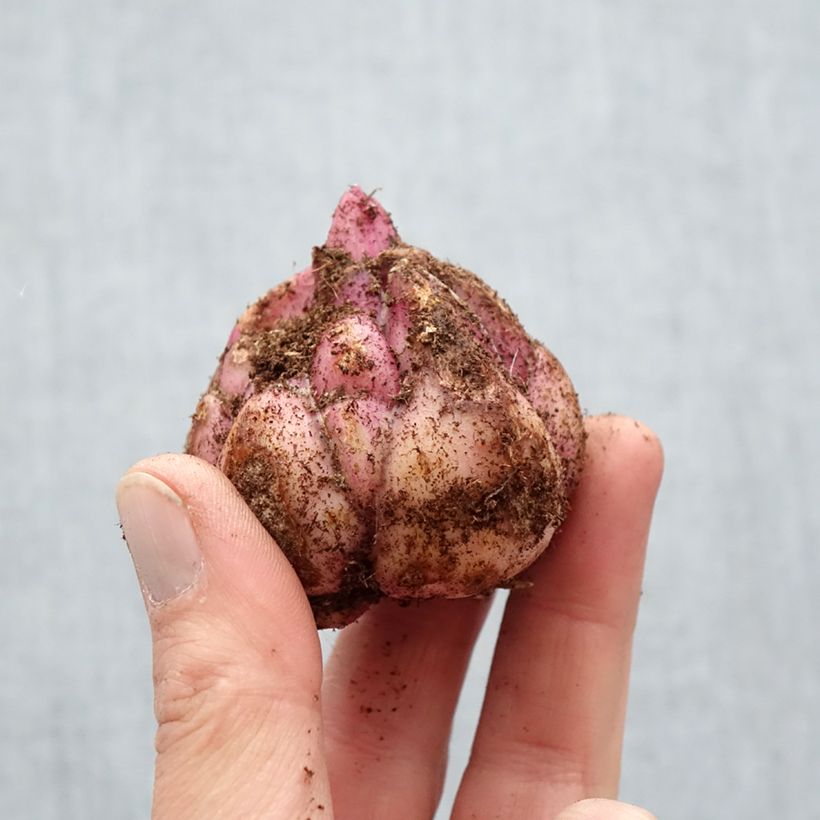 Exemplar von Orientalische Lilie Candy Club - Lilium Zwiebel Kaliber/Größe 18/20 wie im Frühjahr geliefert