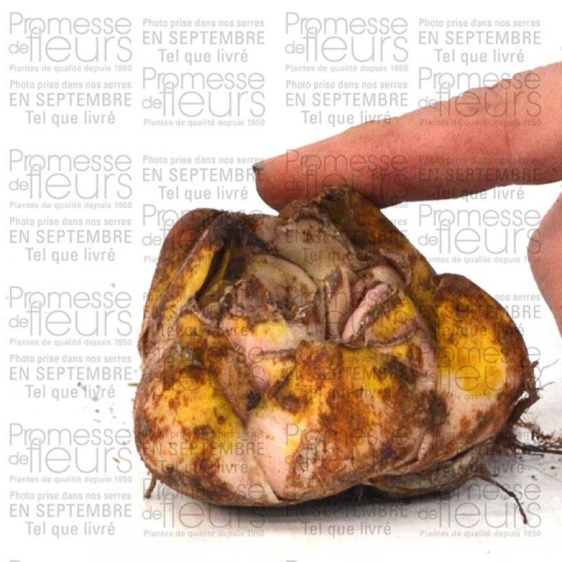 Beispiel eines Exemplars von Orientalische Lilie Casablanca - Lilium Zwiebel size 16/18 wie geliefert