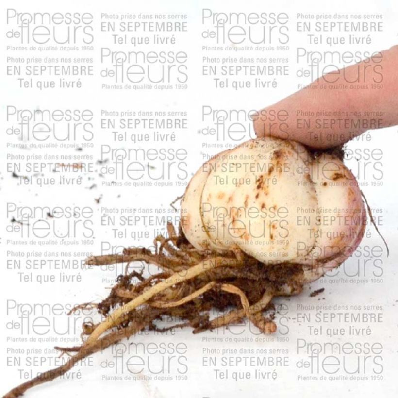 Beispiel eines Exemplars von Asiatische Lilie Spring Pink - Lilium Zwiebel Kaliber/Größe 16+ wie geliefert