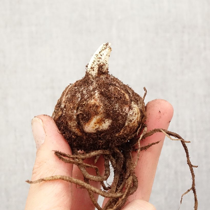 Exemplar von Orientalische Lilie Fuenta - Lilium Zwiebel Kaliber/Größe 18/20 wie im Frühjahr geliefert