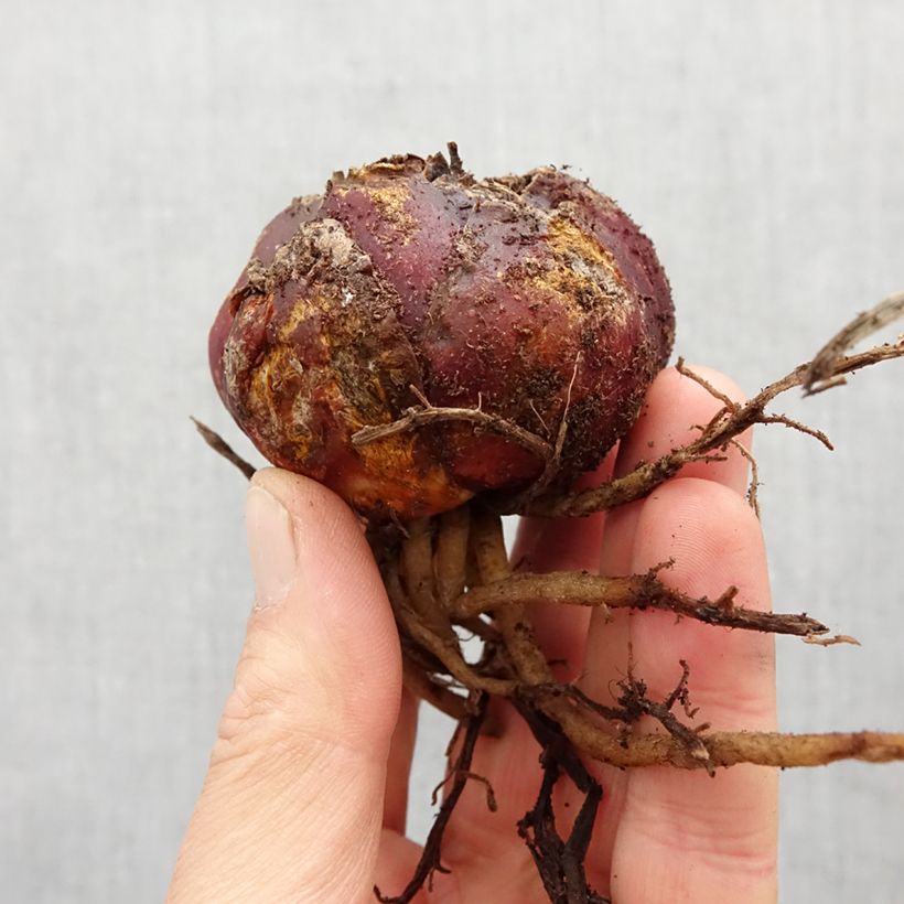 Exemplar von Orientalische Lilie Leslie Woodriff - Lilium orientale Zwiebel Kaliber/Größe 16 wie im Frühjahr geliefert