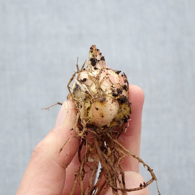 Exemplar von Asiatische Lilie Médusa - Lilium Zwiebel Kaliber/Größe 16 wie im Frühjahr geliefert