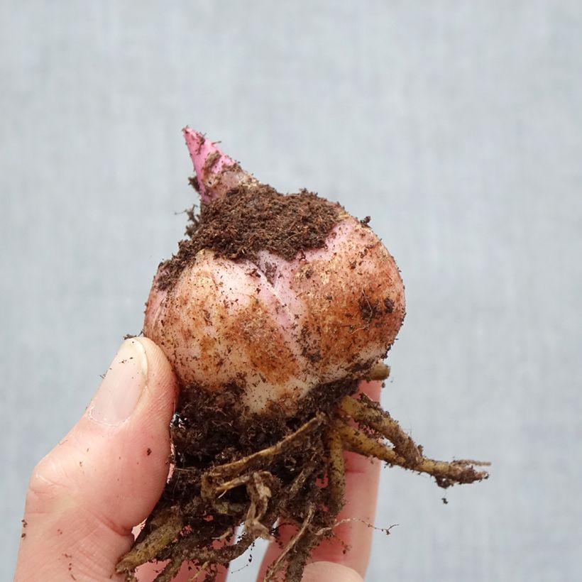 Exemplar von Orientalische Lilie El Capitan - Lilium Zwiebel Kaliber/Größe 18/20 wie im Frühjahr geliefert