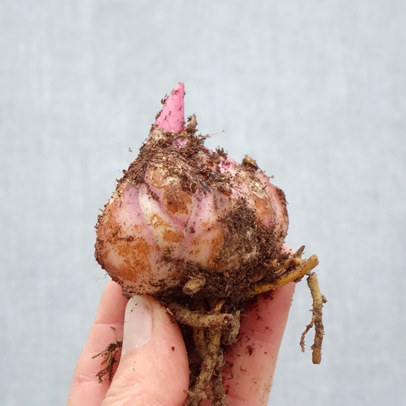 Exemplar von Orientalische Lilie Gaucho - Lilium Zwiebel Kaliber/Größe 18/20 wie im Frühjahr geliefert