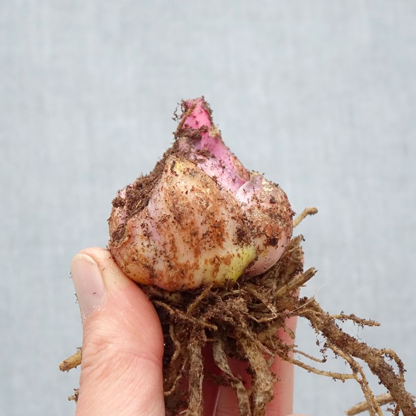 Exemplar von Orientalische Lilie Nymph - Lilium Zwiebel Kaliber/Größe 18/20 wie im Frühjahr geliefert