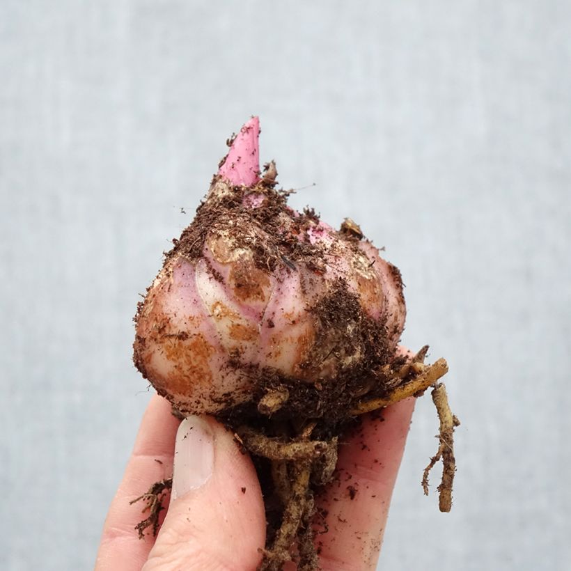 Exemplar von Orientalische Lilie Saronno - Lilium Zwiebel Kaliber/Größe 18/20 wie im Frühjahr geliefert