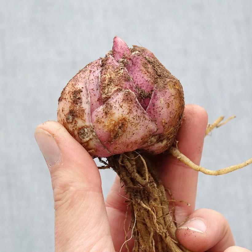 Exemplar von Orientalische Lilie Petacas - Lilium Zwiebel Kaliber/Größe 18/20 wie im Frühjahr geliefert