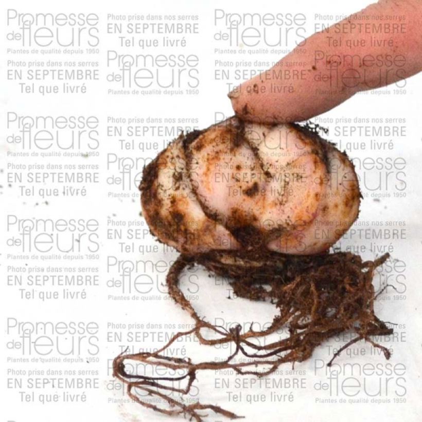 Beispiel eines Exemplars von Orientalische Lilie Pink Flavour - Lilium Zwiebel Kaliber/Größe 20+ wie geliefert