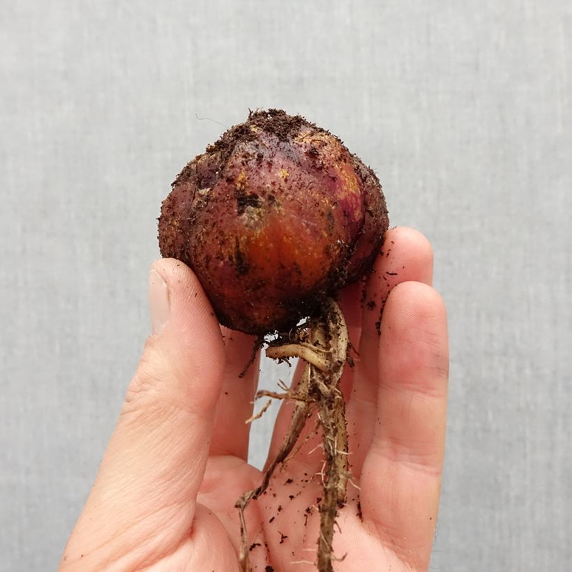 Exemplar von Orientalische Lilie Robert Swanson - Lilium Zwiebel Kaliber/Größe 16 wie im Frühjahr geliefert