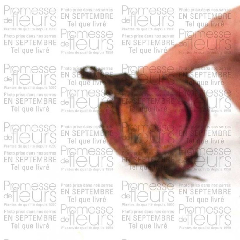 Beispiel eines Exemplars von Lilie Var. Album - Lilium speciosum var. album Zwiebel Kaliber/Größe 16+ wie geliefert