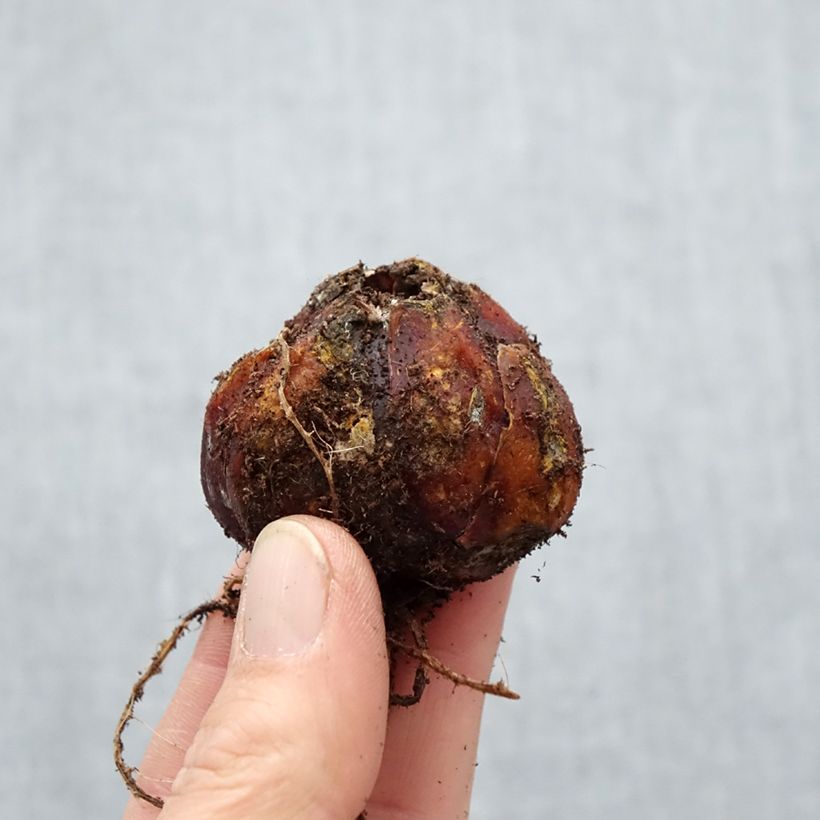 Exemplar von Orientalische Lilie Trocadero - Lilium Zwiebel Kaliber/Größe 16/18 wie im Frühjahr geliefert