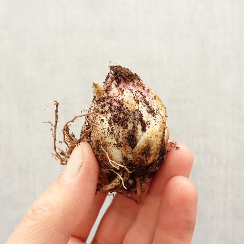 Exemplar von Türkenbund-Lilie Arabian Night - Lilium martagon Zwiebel Kaliber/Größe 12+ wie im Frühjahr geliefert