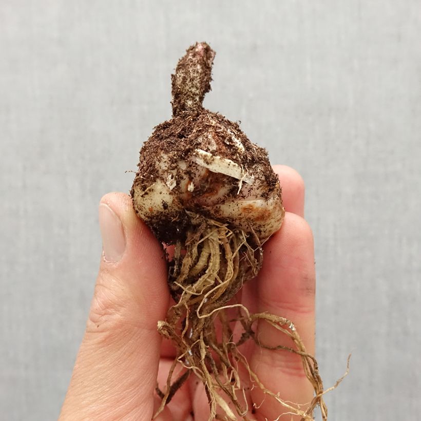 Exemplar von Türkenbund-Lilie Claude Shride - Lilium martagon Zwiebel Kaliber/Größe 14/16 wie im Frühjahr geliefert