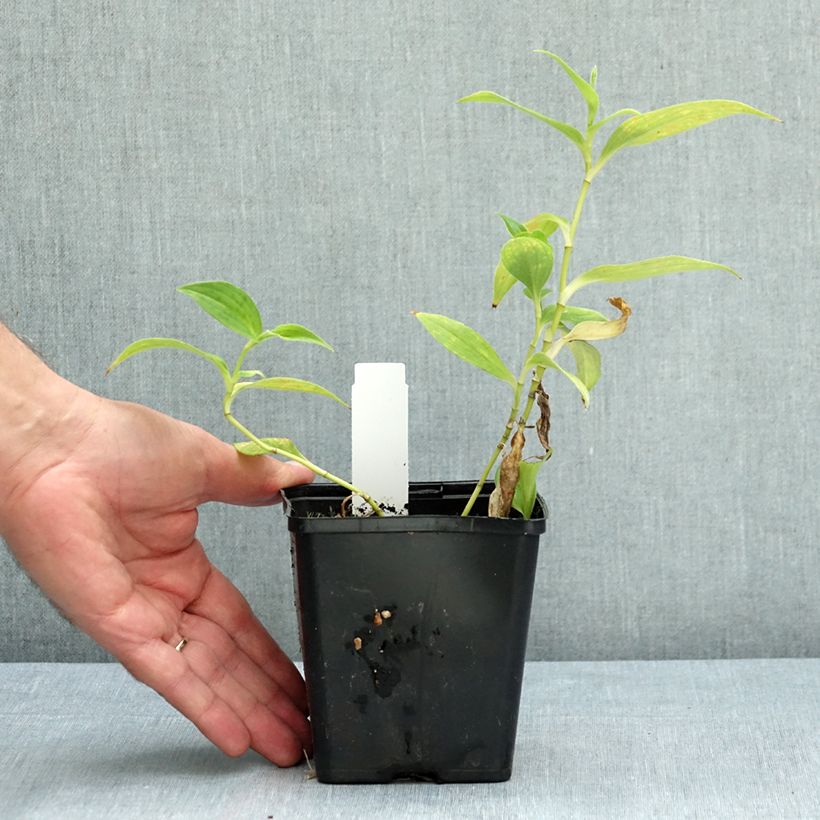 Exemplar von Tricyrtis hirta Alba - Krötenlilie Topf 12 cm / 13 cm wie im Sommer geliefert