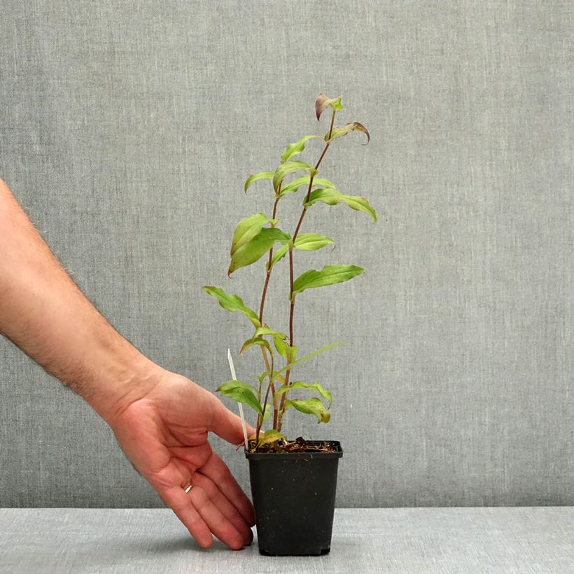 Exemplar von Tricyrtis hirta Raspberry Mousse - Krötenlilie Kleine Töpfe von 8/9 cm wie im Sommer geliefert