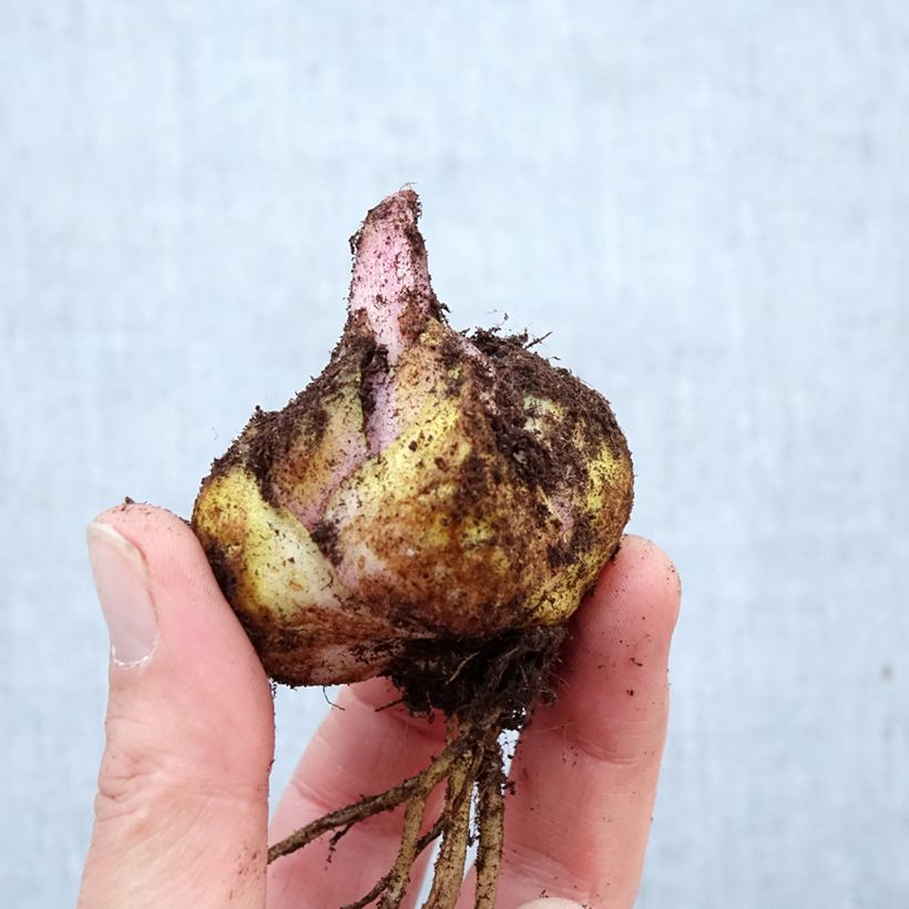 Exemplar von Orientalische Lilie Baferrari - Lilium Zwiebel Kaliber/Größe 16/18 wie im Frühjahr geliefert