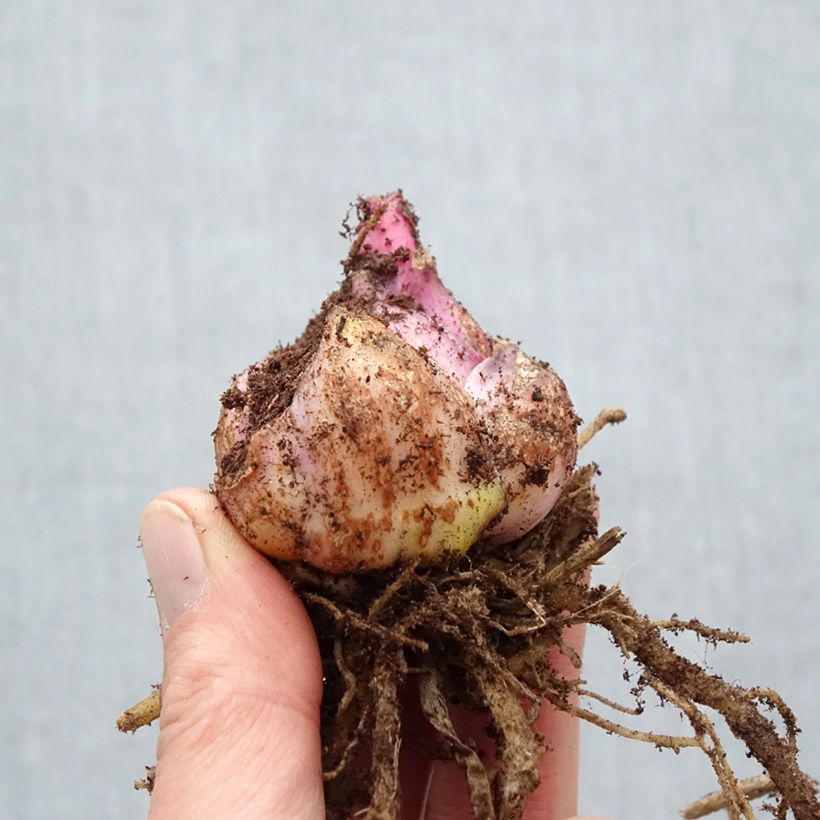 Exemplar von Orientalische Lilie Captain Tricolor - Lilium Zwiebel Kaliber/Größe 18/20 wie im Frühjahr geliefert