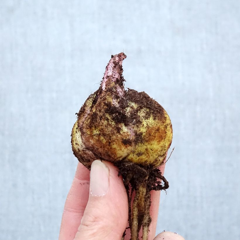 Exemplar von Orientalische Lilie Ferrero - Lilium Zwiebel Kaliber/Größe 16/18 wie im Frühjahr geliefert