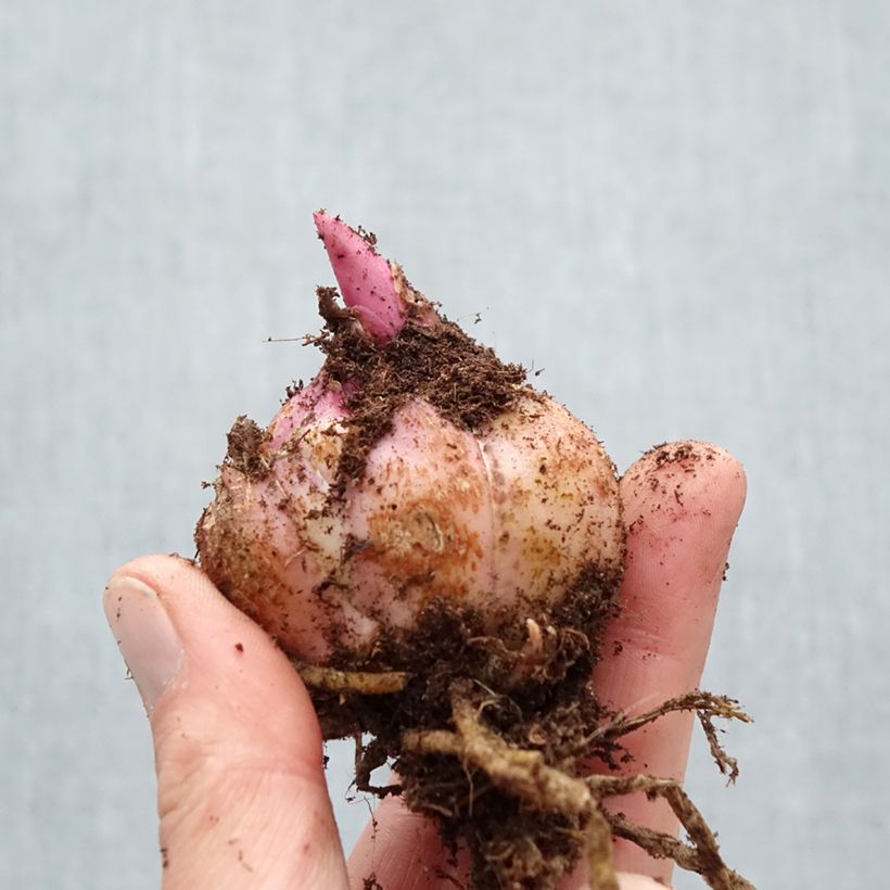 Exemplar von Orientalische Lilie Firebolt - Lilium Zwiebel Kaliber/Größe 18/20 wie im Frühjahr geliefert