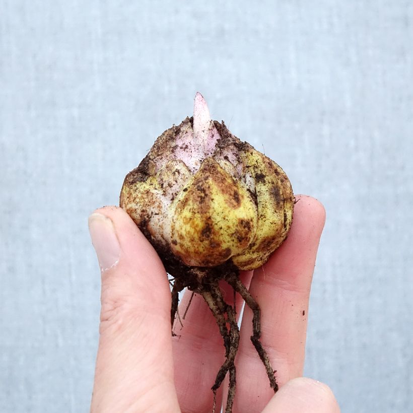 Exemplar von Orientalische Lilie Mistero - Lilium Zwiebel Kaliber/Größe 16/18 wie im Frühjahr geliefert
