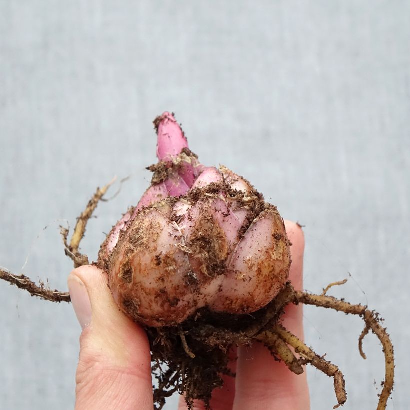 Exemplar von Orientalische Lilie Premium Blond - Lilium Zwiebel Kaliber/Größe 18/20 wie im Frühjahr geliefert