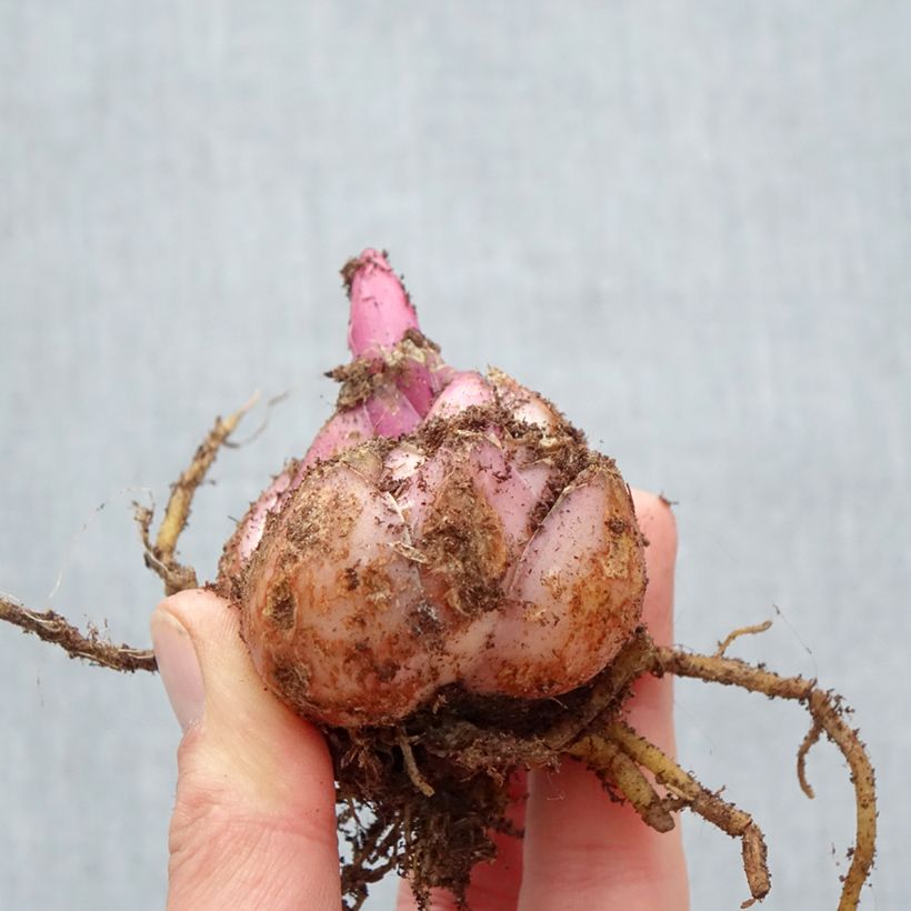 Exemplar von Orientalische Lilie Roselily Aisha - Lilium Zwiebel Kaliber/Größe 17/19 wie im Frühjahr geliefert