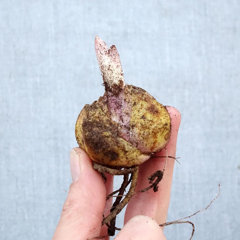 Exemplar von Orientalische Lilie Roselily Anouska - Lilium Zwiebel Kaliber/Größe 16/18 wie im Frühjahr geliefert