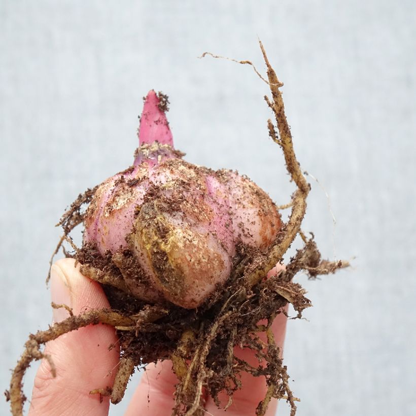 Exemplar von Orientalische Lilie Roselily Samuela - Lilium Zwiebel Kaliber/Größe 17/19 wie im Frühjahr geliefert