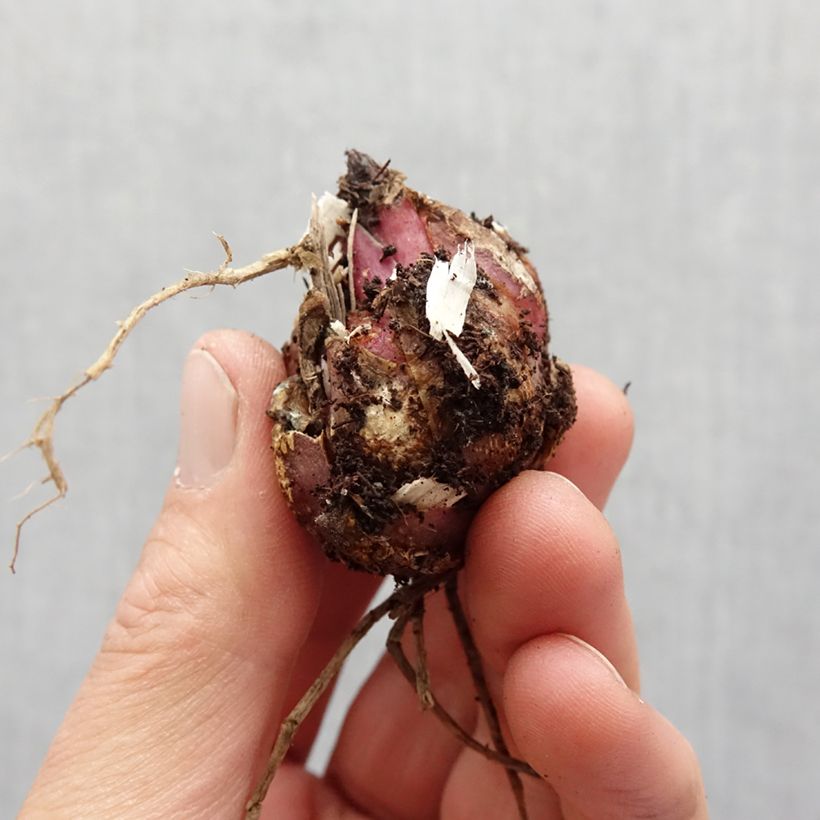 Exemplar von Orientalische Lilie Tiger Edition - Lilium oriental Zwiebel Kaliber/Größe 16+ wie im Frühjahr geliefert