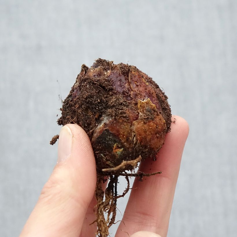 Example of Orientalische Lilie Extravaganza - Lilium Zwiebel Kaliber/Größe 16/18 as you get in printemps