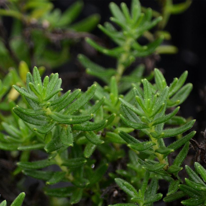 Steinsame Heavenly Blue - Lithodora diffusa (Laub)
