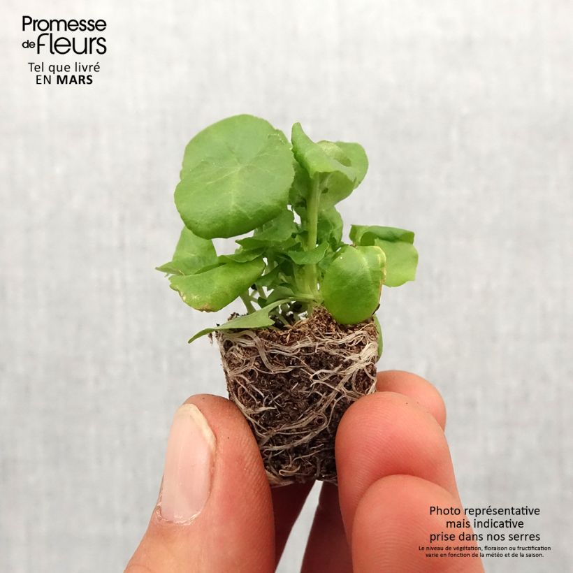 Example of Lobelia erinus pendula Regatta Deep Blue - Lobelie Mini-Plug Ø 1,5/2,5 cm as you get in printemps