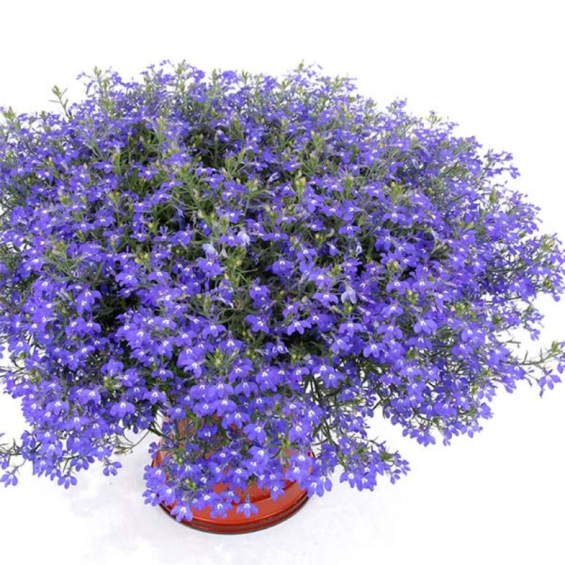 Lobelia erinus Anabel Blue - Lobelie (Wuchs)