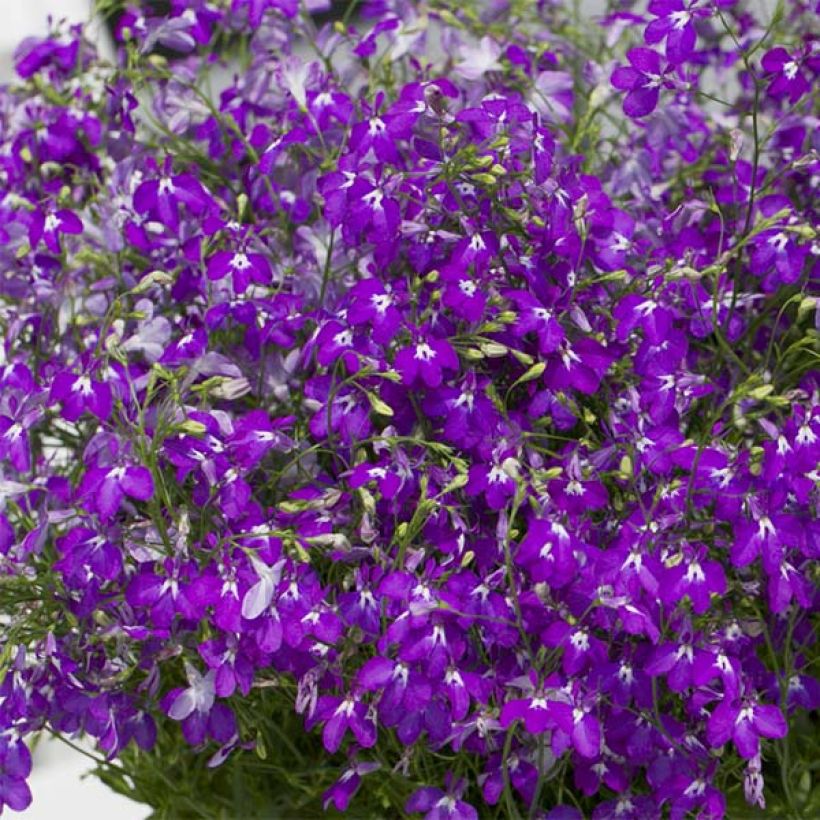 Lobelia erinus Purple Star - Lobelie (Flowering)