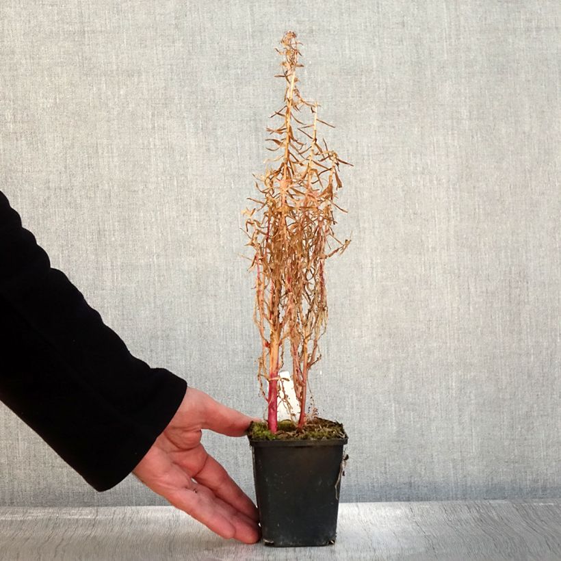 Exemplar von Lobelia sessilifolia Godet de 8/9 cm wie im Herbst geliefert