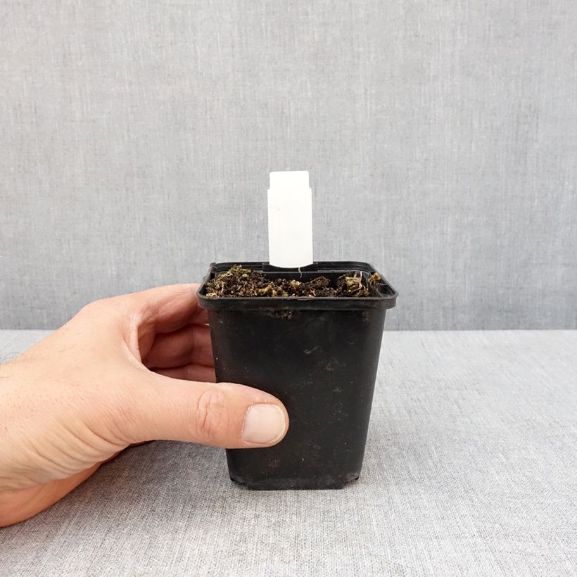 Example of Lobelia sessilifolia - Lobelie Kleine Töpfe von 8/9 cm as you get in printemps