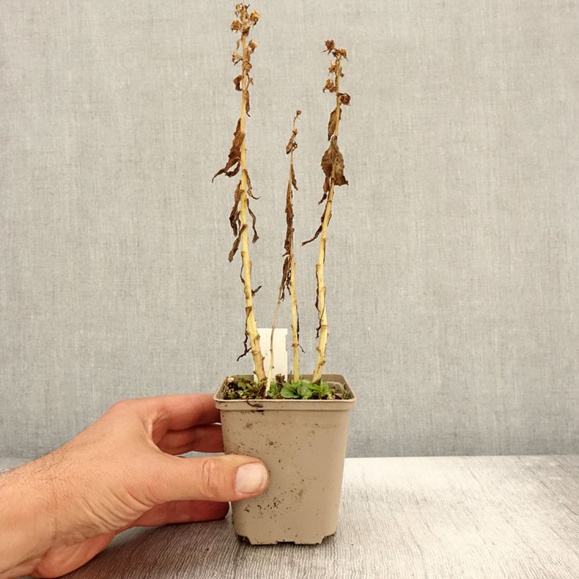 Exemplar von Stauden-Lobelie Alba - Lobelia siphilitica Kleine Töpfe von 8/9 cm wie im Herbst geliefert