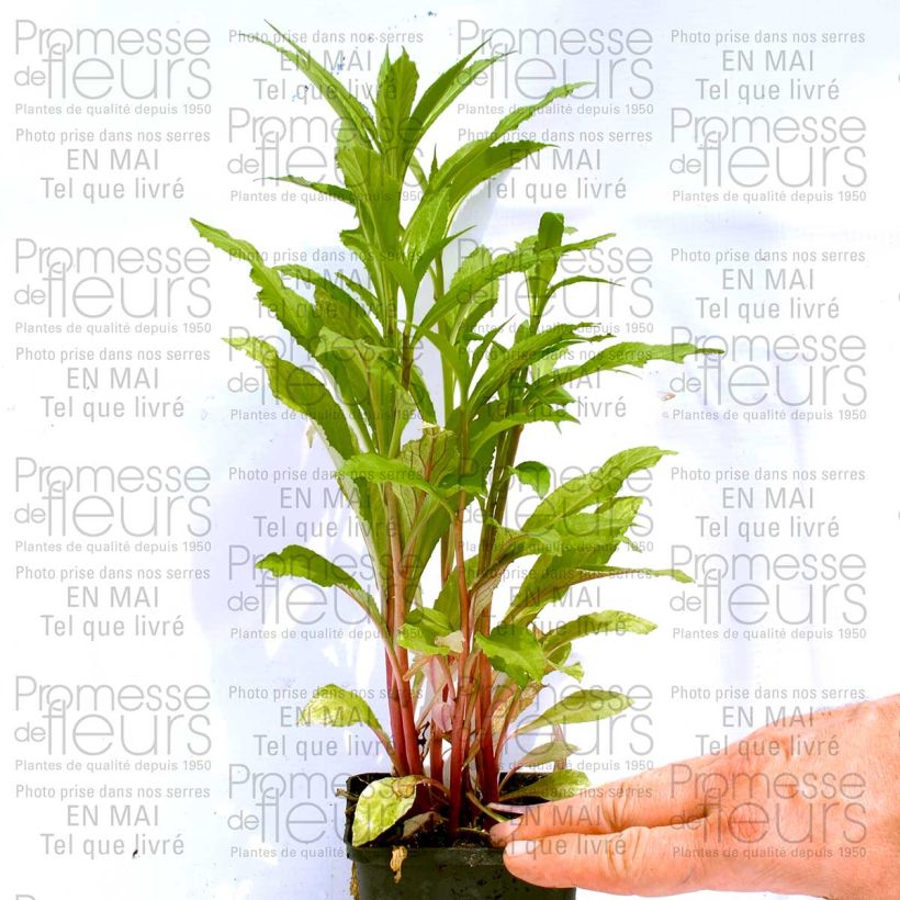Example of Prachtlobelie Fan burgundy - Lobelia speciosa Kleine Töpfe von 8/9 cm as you get