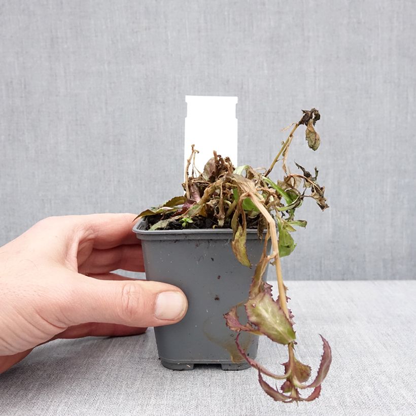 Exemplar von Lobelia speciosa Fan Salmon - Lobélie Godet de 8/9 cm wie im Winter geliefert