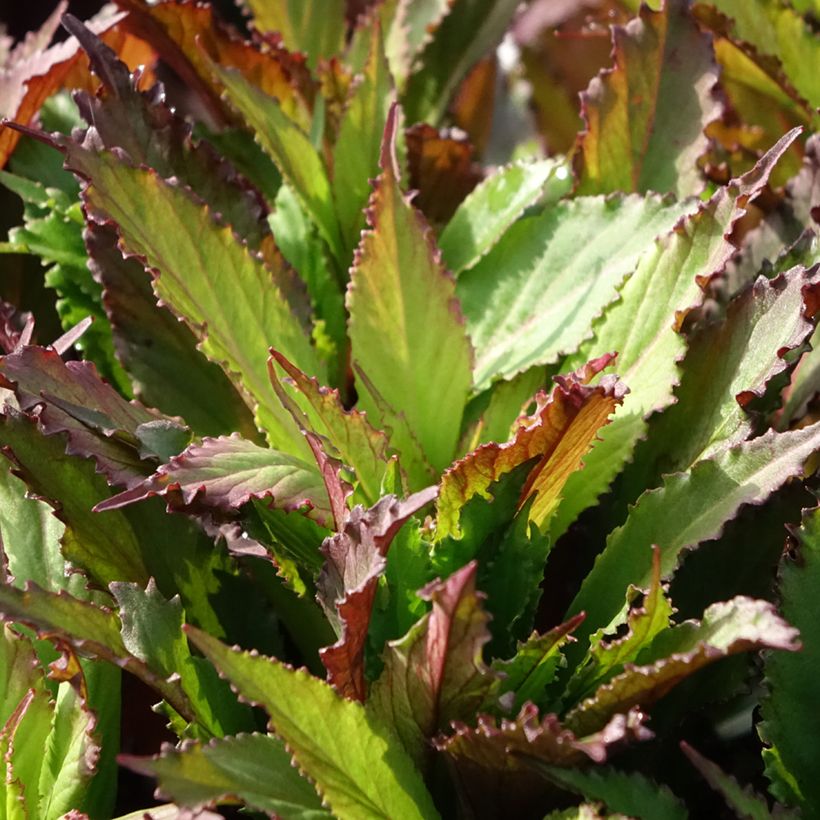 Prachtlobelie Fan Salmon - Lobelia speciosa (Foliage)