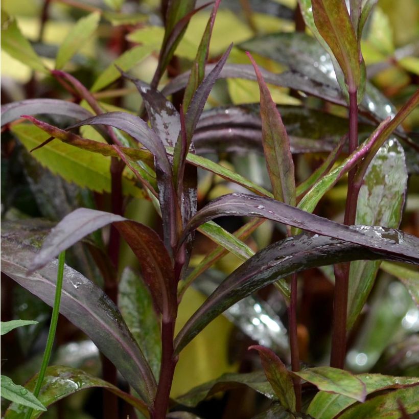 Prachtlobelie Russian Princess - Lobelia speciosa (Foliage)