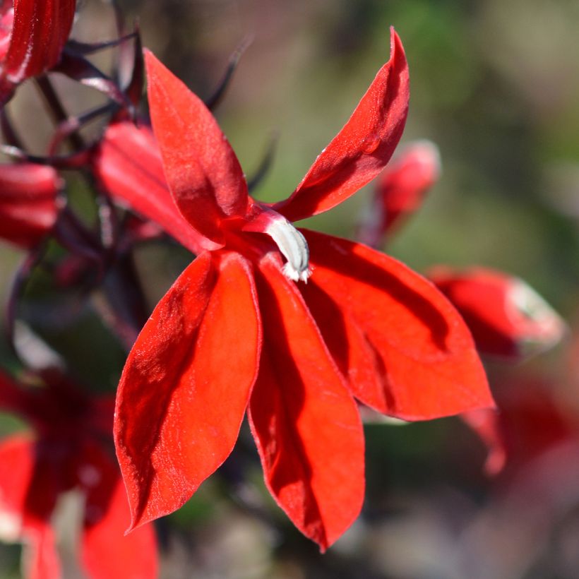 Prachtlobelie Starship Scarlet - Lobelia speciosa (Flowering)