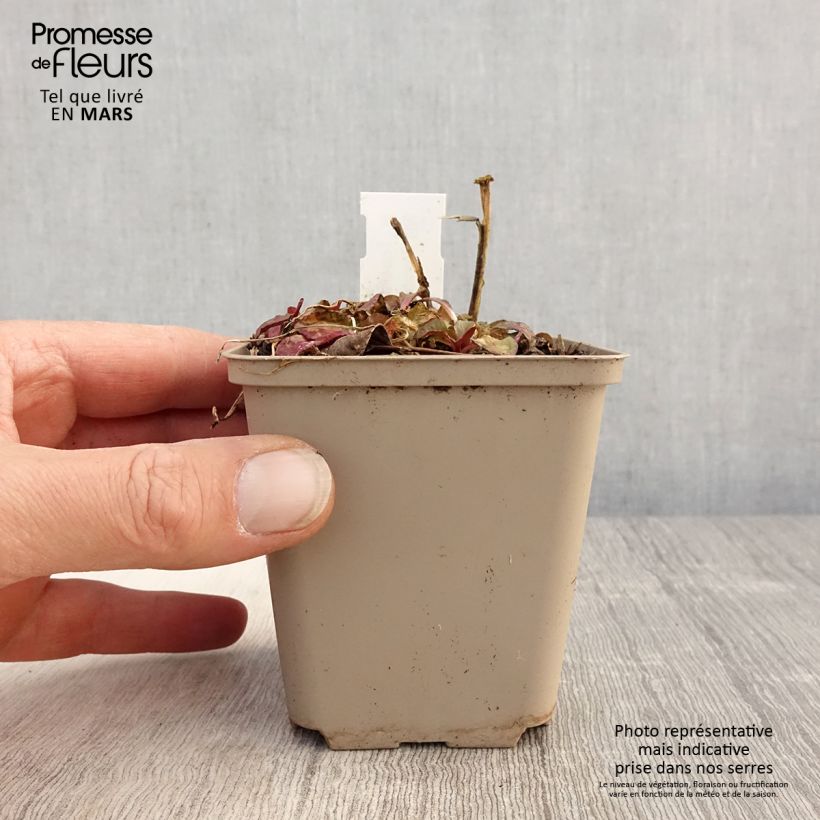 Example of Prachtlobelie Starship Scarlet - Lobelia speciosa Kleine Töpfe von 8/9 cm as you get in printemps