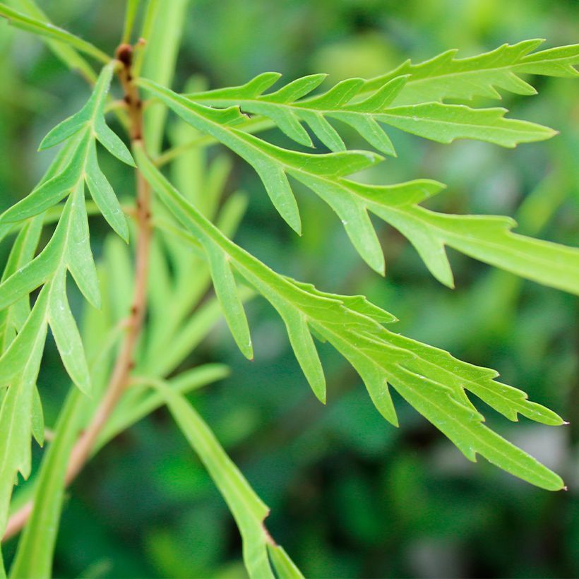 Lomatia silaifolia - Lomatie (Foliage)