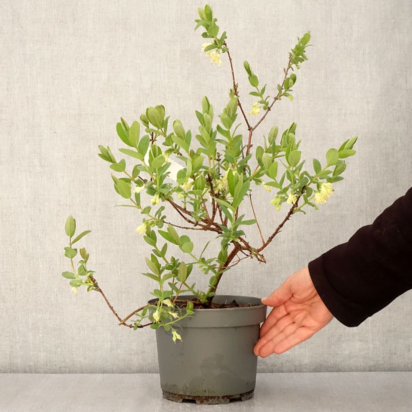 Exemplar von Heckenkirsche Zojka - Lonicera kamtschatica Topf mit 3L/4L, Strauch/Busch, mehrstämmig wie im Frühjahr geliefert