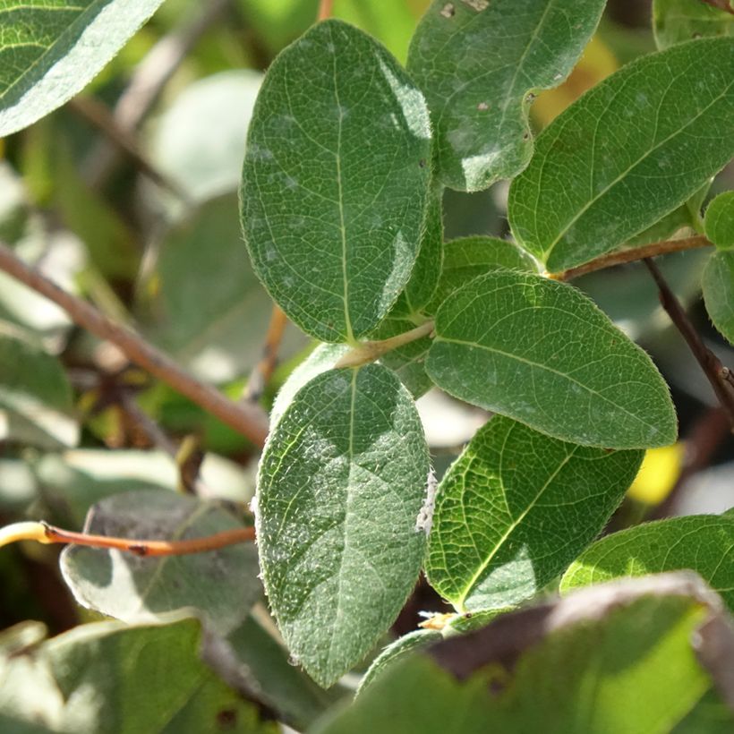 Heckenkirsche Zojka - Lonicera kamtschatica (Laub)