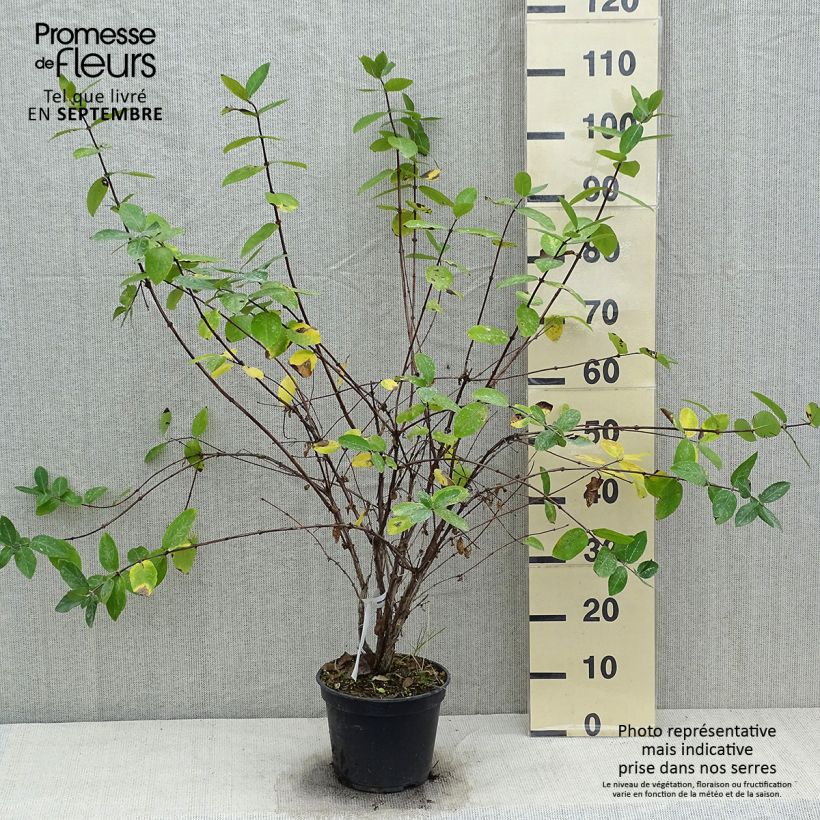 Exemplar von Heckenkirsche Strawberry Sensation - Lonicera kamtschatica Topf mit 3L/4L wie im Herbst geliefert
