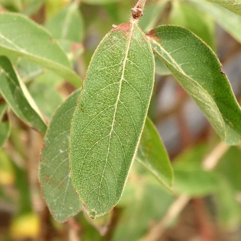 Heckenkirsche Altaj - Lonicera kamtschatica (Foliage)