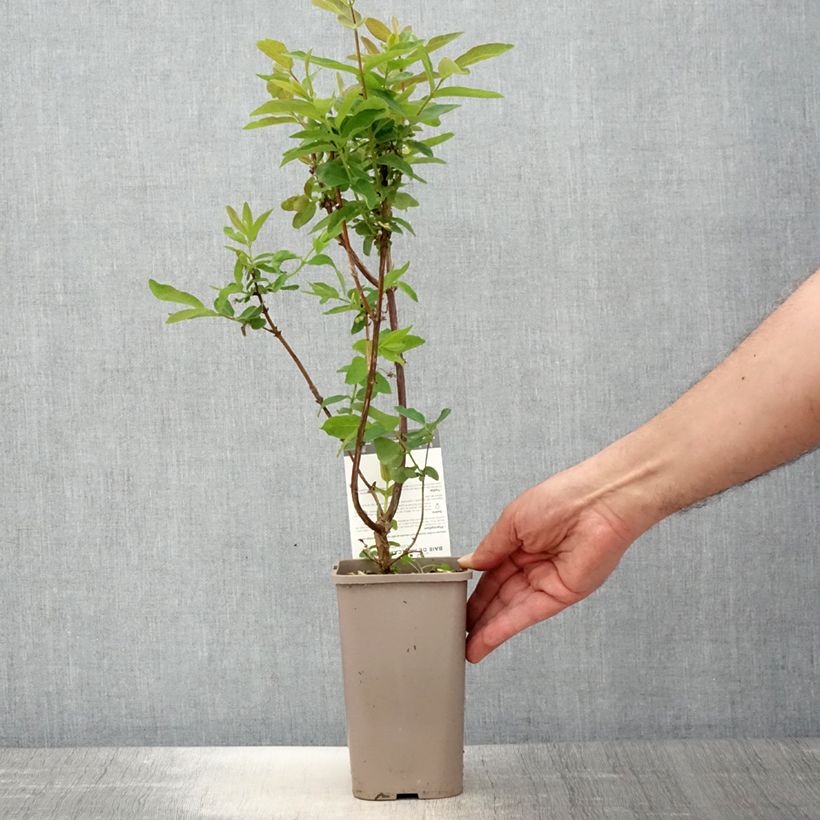 Example of Heckenkirsche Altaj - Lonicera kamtschatica Topf mit 1,5L/2L, Strauch as you get in printemps