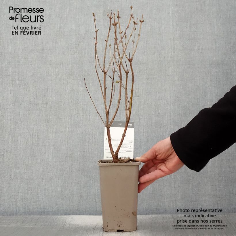 Exemplar von Lonicera caerulea var. kamtschatica Martin - Baie de mai Pot de 1,5L/2L, Buisson wie im Winter geliefert